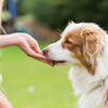 Friandises au poulet et graines de chia pour chiens