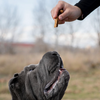 Bâtonnets au canard ou au poulet (tout types de chiens)