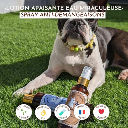L'eau miraculeuse anti-démangeaisons chez le chien