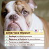 L'eau miraculeuse anti-démangeaisons chez le chien