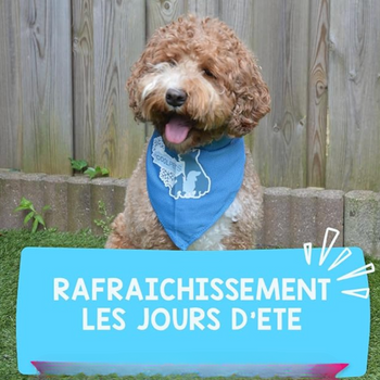 🧊 Bandana rafraîchissant pour chien – Confort & fraîcheur par temps chaud