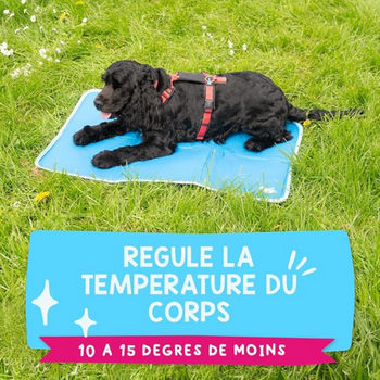 🧊 Tapis rafraîchissant pour chien – Premium