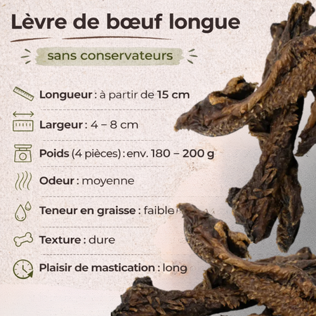 🟠 Lèvres de boeuf longues