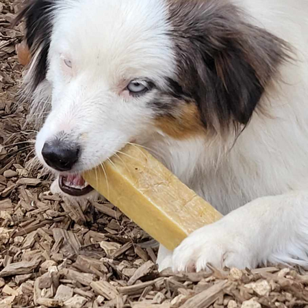 La Box d'Automne Soins & Gourmandise - Spéciale Courge  🎃🐾 - pour tous les chiens