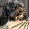 🟢 Bâtonnets de cabillaud pour chien – Friandise naturelle riche en oméga-3