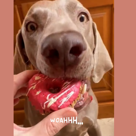 🍩 Donuts Amoureux à la Dinde  – Friandises pour chien - Édition Saint-Valentin