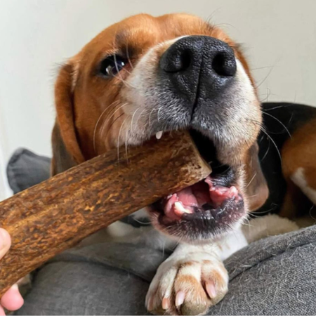🔴 Bois de cerf entier fumé au jambon de façon artisanale