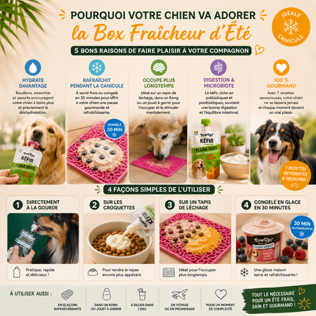 Box Fraîcheur d'Été pour chien – Yaourts glacés, kéfir, smoothie & bouillons