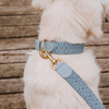 Laisse Premium – Réglable 3 positions – 2 m – Anthracite / Bleu