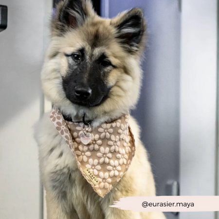 Luxe Bandana – Mocha Flower - Cocopup London