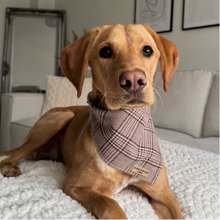 Bandana Pup Plaid – Cocopup London