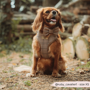 Harnais pour chien Pup Plaid - CocoPup London