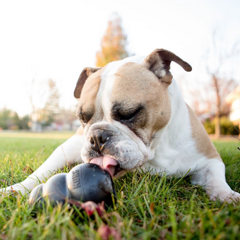 KONG Extreme Noir – Le jouet ultra-résistant pour les mâcheurs puissants