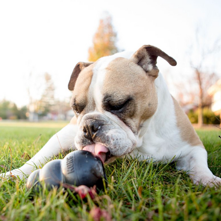 KONG Extreme Noir – Le jouet ultra-résistant pour les mâcheurs puissants
