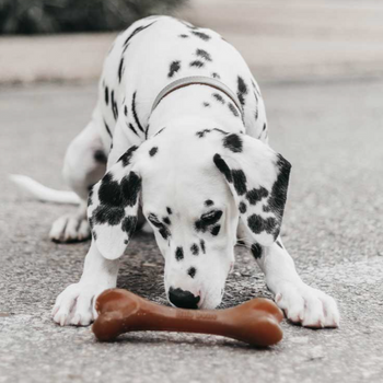 Os pour chien Rub Bone