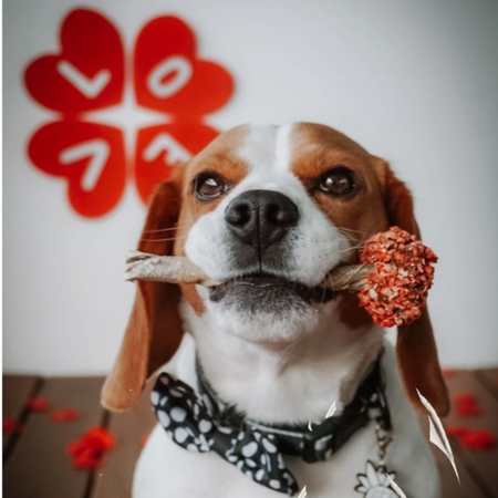 💗 Mastication d’amour artisanale – Peau de cabillaud & dinde