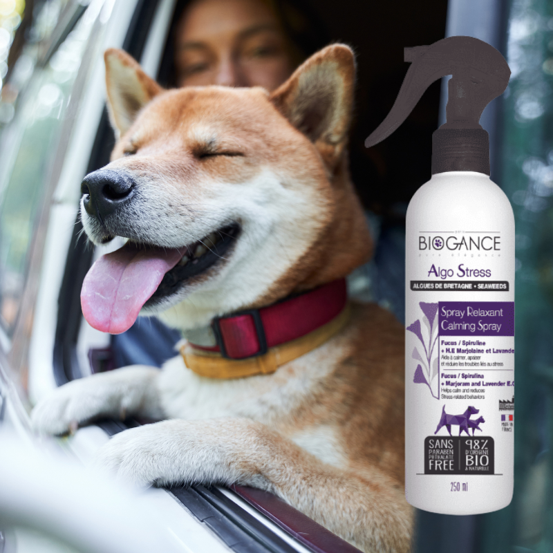 Spray anti-stress chien 250ml – Animasoin