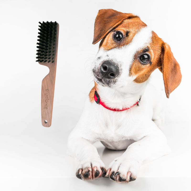 brosse en poil de sanglier pour chien