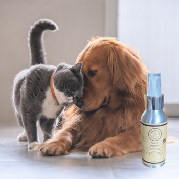 Lotion Neem répulsif tiques-puces sans huiles essentielles pour chien et chat