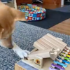 Le Jeu Piano pour chien ou chat - My Intelligent Pets